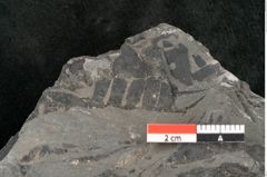 Foto (Detailansicht) von Zamiostrobus lunzensis Ettingshausen (NHMW-GEO-2024-0188-10602)